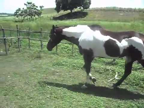 CompreCavalos.com - Paint Horse | CONDDE MISSILE