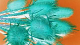 Deine Lakaien - Flowers of Love