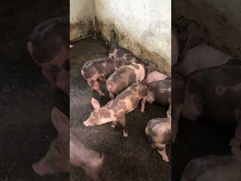 Granja gf suinos em Itapipoca Ce a máquina da suinocultura do nordeste 🚀🚀🚀🚀