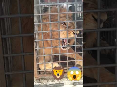 lion shifting time very aggressive mood Hit a attack😱 #angrytiger #lion #tigerexpress #tigertime🦁🦁🦁