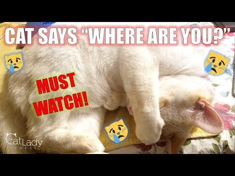 Proof that cats can MISS their owners (WARNING: WILL BREAK YOUR HEART) 😿 - Cat Waiting for Owner