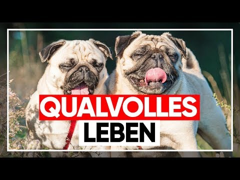 Tierquälerei beim Mops - vom Wolf zum Dauerpatient | Tierquälerei, Qualzucht