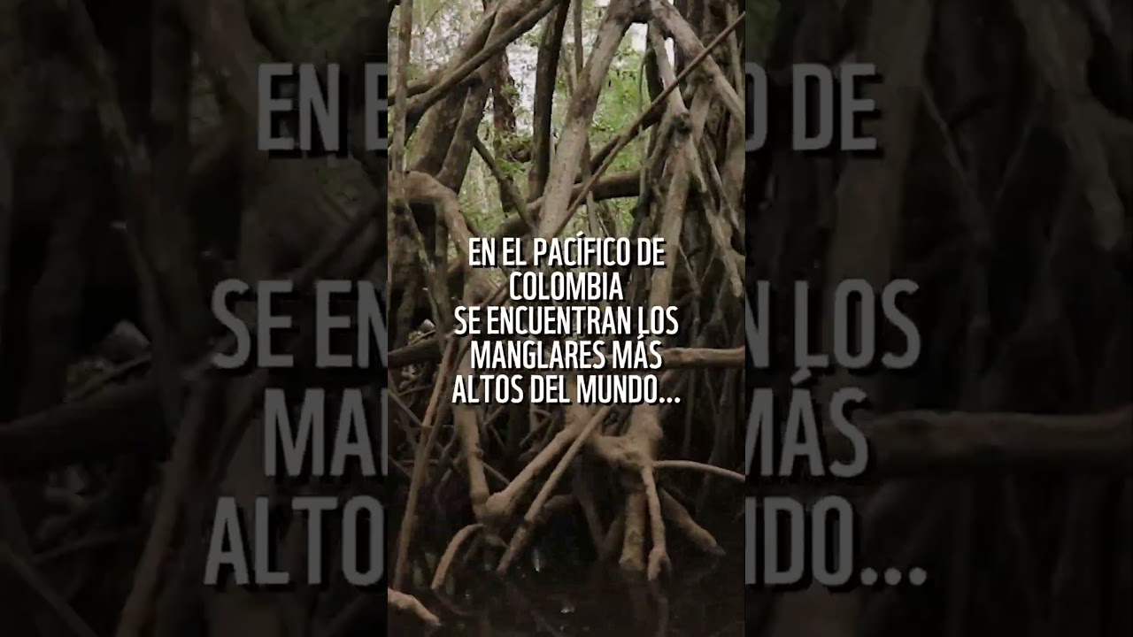Datos que debes saber de los manglares 🦀🌊🌱