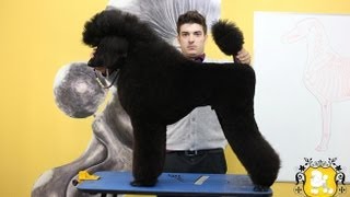 Groom Tv br - Scandinavian Clip em Poodle Standard - Johnatan Skolimoski - Full Hd #78
