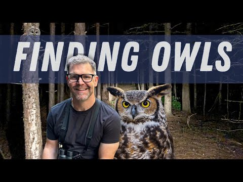 Want to See an Owl in the Wild? Here's How! (Plus, How to ID them)