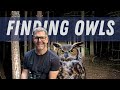 Want To See An Owl In The Wild Here S How Plus How To ID Them