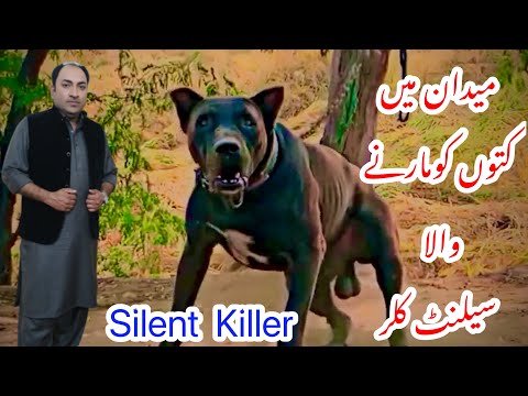 Most Power Full Dog Silent Killer Owner Asif Gujjar From jhangh  @punjabishok4499