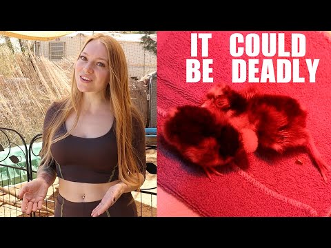 Medicated Chick Starter Feed vs Non-Medicated - MAKE The CORRECT Choice