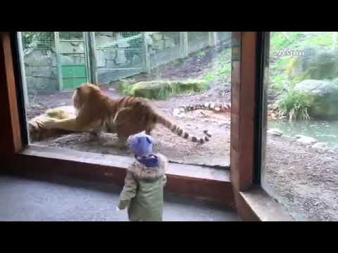 Lion vs tiger intelligence compare//Mhk