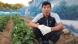 고구마 최고로 맛있게 하는 방법과 맛없는 고구마는 왜 생길까요?