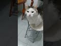 Meu Gato O Neve Andando Na Coleira
