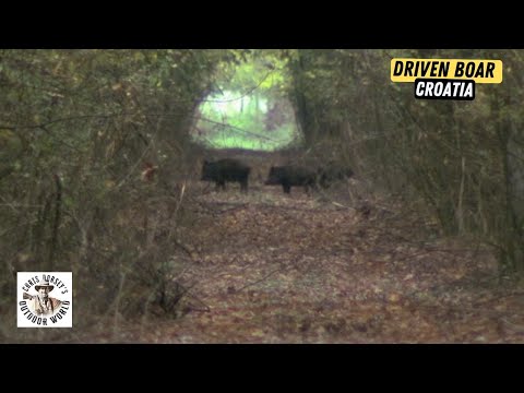 Traditional European Driven Wild Boar Hunt in Croatia