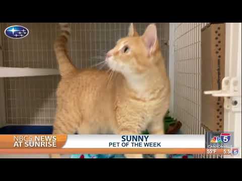 Pet Talk: Sunny - YouTube