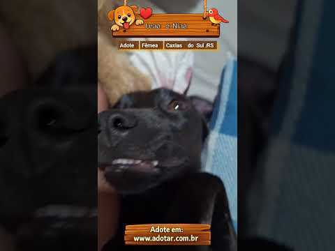 Vídeo de Luna e Nina
