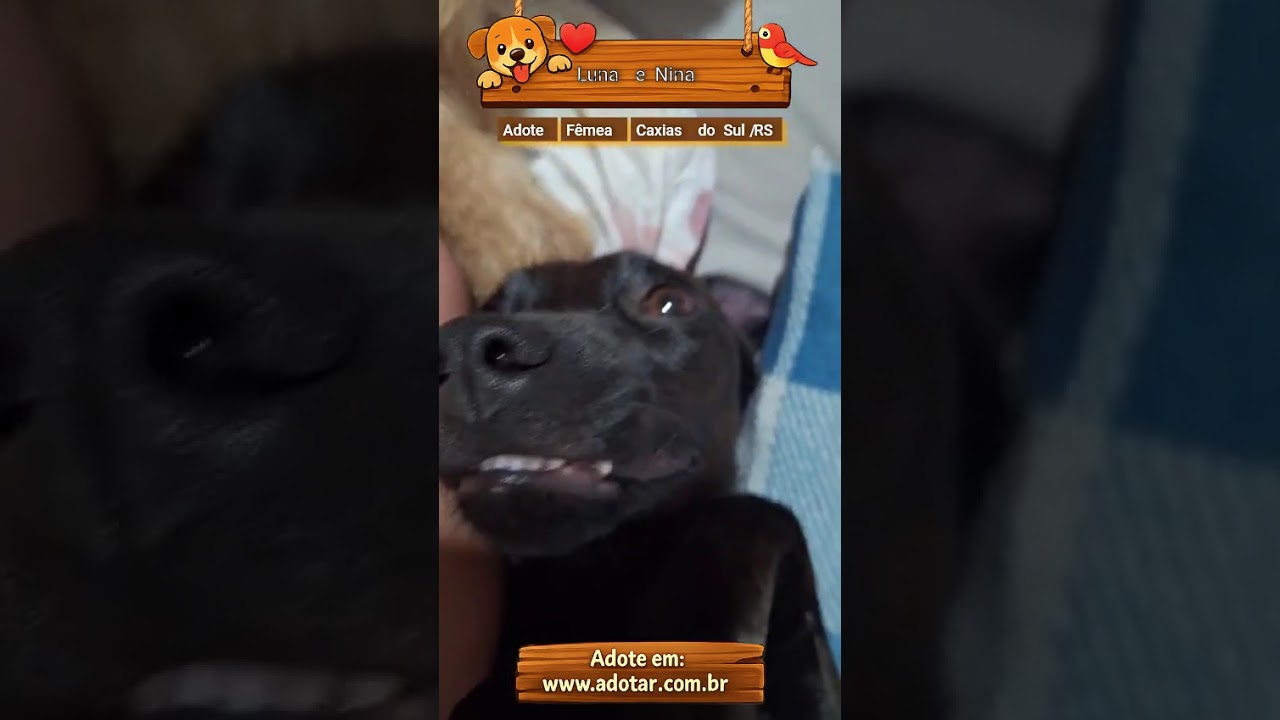 Cachorro raça SRD-ViraLata idade 7 a 11 meses nome Luna e Nina