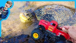 Monster Trucks for Children Find Sea Turtles!