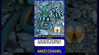Download lagu WELING SNAKE LOSES BADLY AGAINST THIS SNAKE⁉️😱#shorts mp3