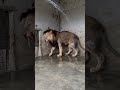 Lion Shower Bigcats Wildcats Youtubeshorts Content Usama S Tigers