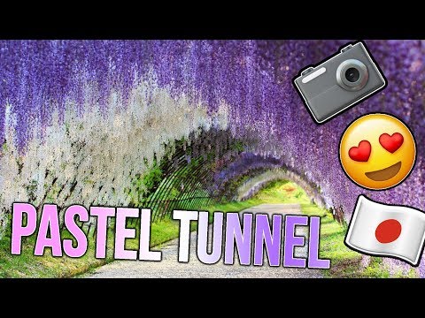 KAWACHI WISTERIA GARDEN｜PASTEL WISTERIA TUNNEL JAPAN(日本) (KAWACHI WISTERIA GARDEN | PASTEL WISTERIA TUNNEL JAPAN)