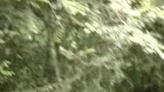 Indian Jungle Safari 1 - Elephant Roar