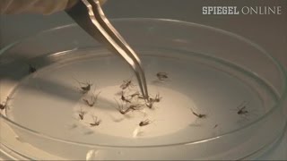 Dengue-Fieber: Mit Mücken gegen "Killermücken" | DER SPIEGEL