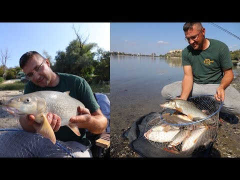 Pecanje Mrene na Dunavu