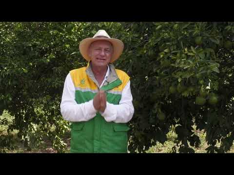 Naranja en Guamal, Magdalena: producir más en zonas apartadas -Somos Agricultura Tropical