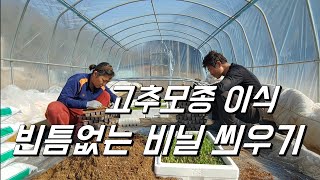 고추농사 시작. 고추모종 이식합니다. 빈틈없이 비닐 씌우는 방법.
