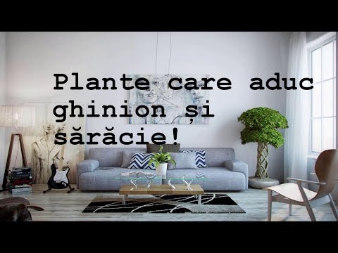 , title : 'Plantele care aduc ghinion si saracie in casa!'