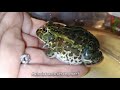 Exercising My Female Baby Pixie Frog