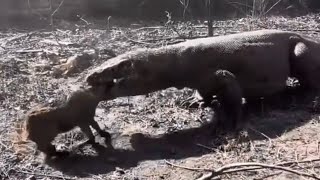 Komodo Dragon Attacking Goat