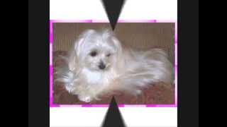 Remove Tear Stains From Your Dog-Angels' Eyes Tear Stain Eliminator for Dogs