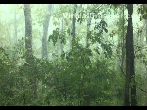 Foggy Mountain Rain - 2 Hour Relaxing Sound of Raining in Fog