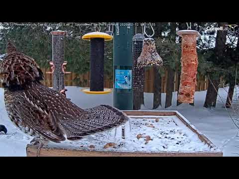 Ruffed Grouse Makes Amazing Display For Ontario FeederWatch Cam! (edited) – Feb. 12, 2020