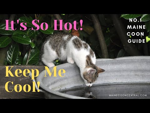 Looking After A Maine Coon Cat In Hot Weather