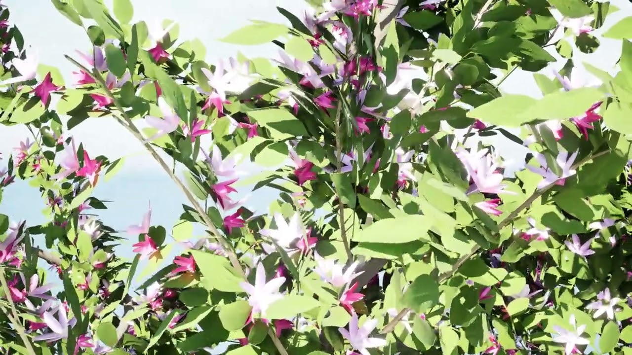 Albero della piantina di British Standard Apple Malus Bramleys Modello 3D