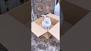 He Threw His Cat Away… 💔