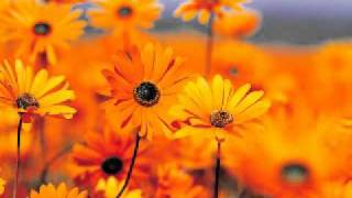 Ghost of an American Airman   Bring On The Mystery