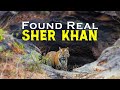 Amazing Sighting Of Bajrang Tiger At Bandhavgarh Tiger Reserve 4K Video