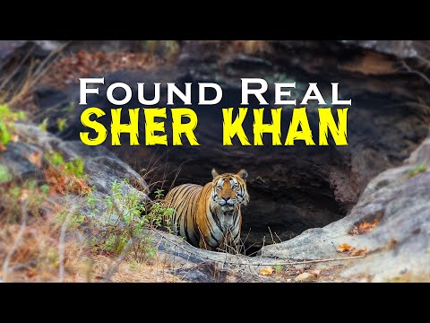Ep 04 - Amazing Sighting of Bajrang Tiger at Bandhavgarh Tiger Reserve - 4K Video