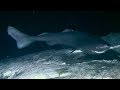 Sharks Feasting On A Whale Carcass Blue Planet BBC Earth