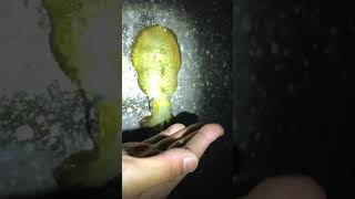アオリイカにチョップしたら真っ白になった?