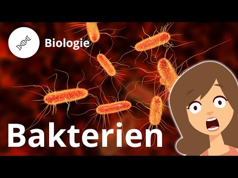 Aufbau einer Bakterienzelle – Biologie  Duden Learnattack