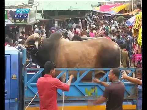বিভিন্ন অঞ্চল থেকে প্রচুর গরু-ছাগল আনা হয়েছে রাজধানীতে