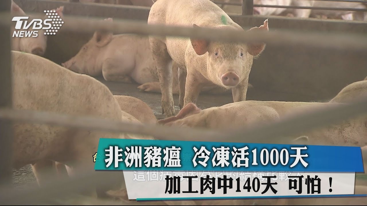 非洲豬瘟可怕!冷凍活1000天、加工肉中140天