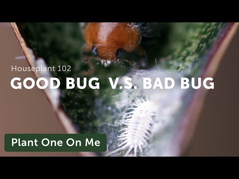 Houseplant Pest Guide - How to Identify & Fight Them