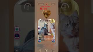 Cat Photos as Navigation Buttons! 😼