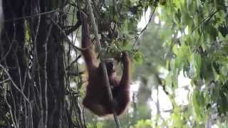 preview picture of video 'Orangutans at the Semenggoh Wildlife Center, Sarawak'
