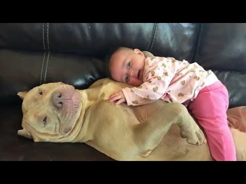 When Your Dog Becomes a Big Brother 🐶👶