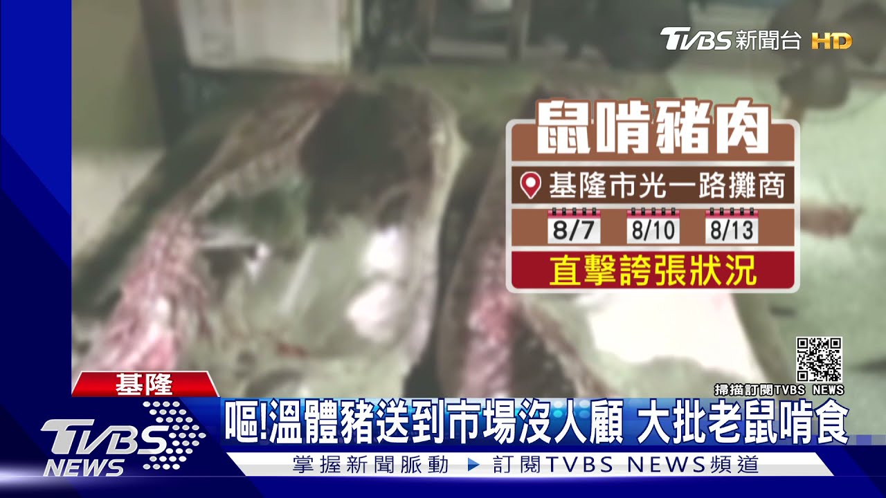 嘔!溫體豬送到市場沒人顧 大批老鼠啃食